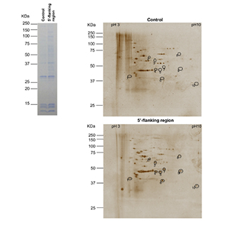 RNA Pulldown、DNA Pull-down實驗代做